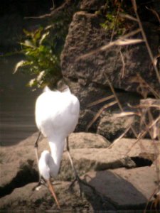 Gone hunting!- Great Egret