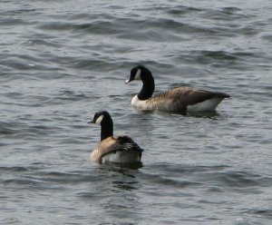 Canada goose pair
