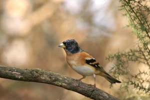 Brambling