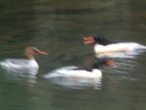 Ring, a ring of duckies - Chinese Mergansers at play.