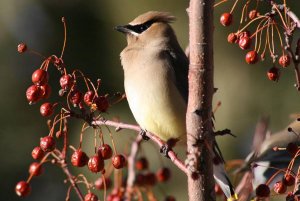 Cedar Waxwing