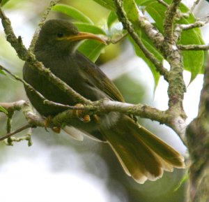 Giant Forest Honeyeater *DB*