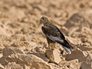 Marsh Harrier