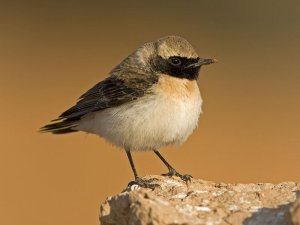 Black eared Wheatear