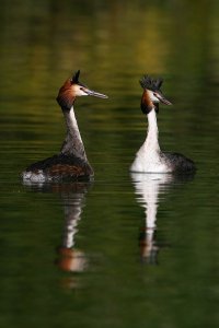 Great crested Grebes