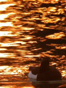 Tufted Duck at Sunset