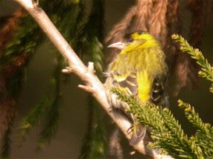 A Crossbill wannabee - Eurasian Siskin