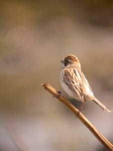 Reed Bunting in early spring