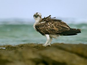 Osprey by the Red Sea