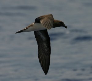 The mother of all seabirds: Tahiti Petrel
