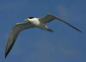 Crested Tern