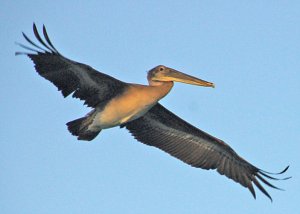 Brown Pelican