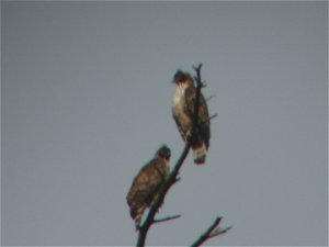 Mountain Hawk Eagle - pair