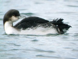 Pacific Diver