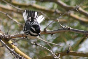 Black-Throated Gray Warbler