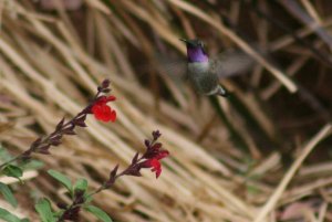 Black Chinned Hummingbird