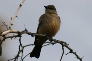 Ash Throated Flycatcher