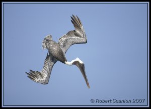 Brown Pelican