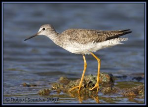 Lesser Yellowlegs