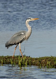 Grey Heron