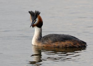 Great Crested Grebe