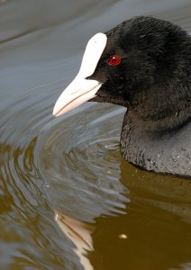 Coot close-up