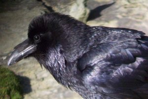 young raven