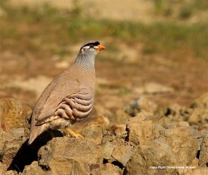 See-see Partridge