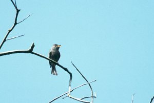 Blackish Pewee