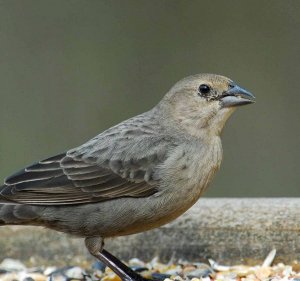 Female Cowbird