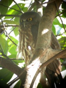 Who's there - Brown Hawk Owl