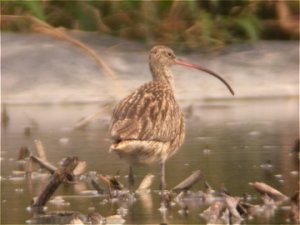 Far Eastern Curlew