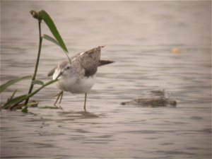 Help I'm trapped - Marsh Sandpiper