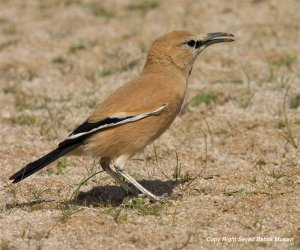 Iranian Ground-Jay