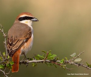 Turkestan shrike