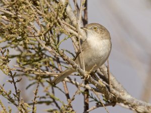 Desert Warbler