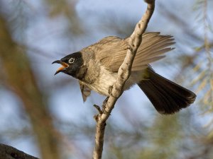 Spectackled Bulbul