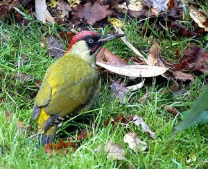 Green Woodpecker