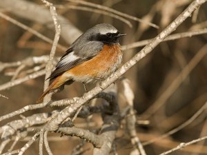 Common Redstart Samamisicus