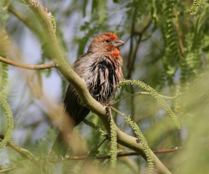 House Finch