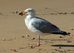 Herring Gull