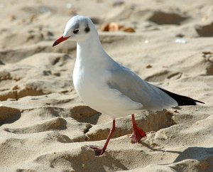 Black-headed Gull