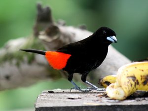 Passerini's Tanager