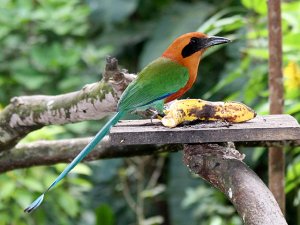 Rufous Motmot