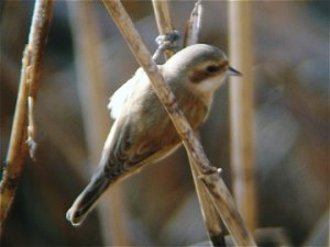 Chinese Penduline Tit