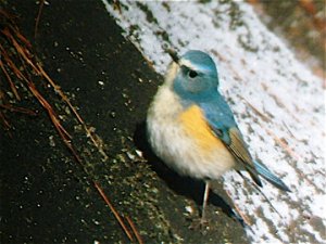 Curioser and curioser - Red flanked Bluetail