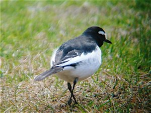 I'm a lady - Japanese Wagtail