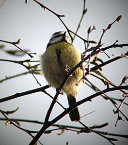 Blue Tit (Scope test)