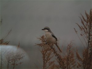 Grey shrike sp