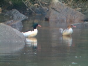 Scaly-sided Merganser